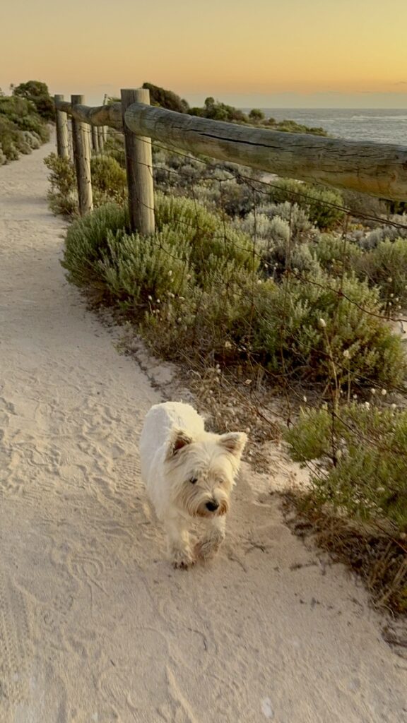 Dog on a beach path at sunset