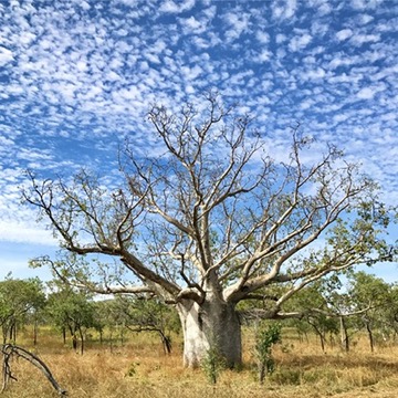 Boab tree big sky Kununurra